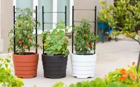 How to Start a Vegetable Garden in a Small Backyard: 14 Steps to Follow