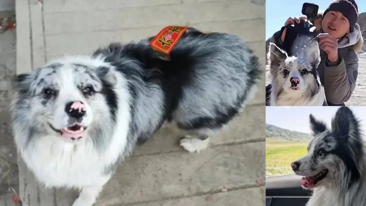 Celebrity Dog Chutou’s Tragic End: Stolen, Sold for Meat, and the Global Outrage That Followed