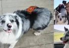Celebrity Dog Chutou’s Tragic End: Stolen, Sold for Meat, and the Global Outrage That Followed