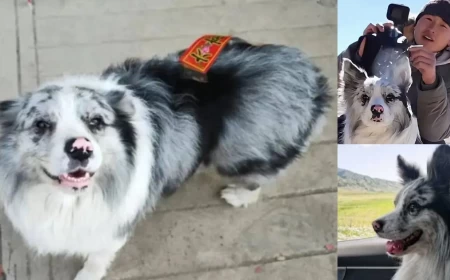 Celebrity Dog Chutou’s Tragic End: Stolen, Sold for Meat, and the Global Outrage That Followed